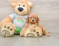 7 week old Cavapoo Puppy For Sale - Windy City Pups