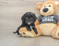 7 week old Cavapoo Puppy For Sale - Windy City Pups