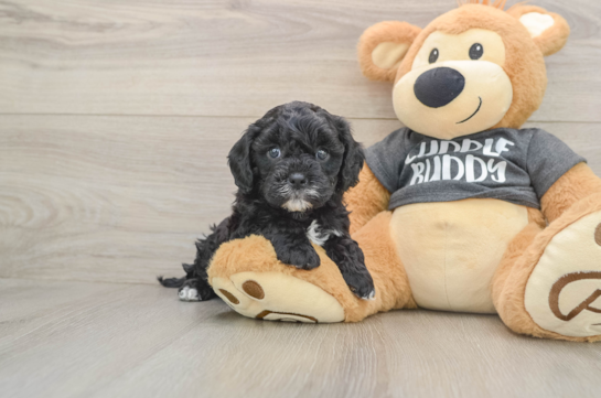 Cavapoo Pup Being Cute