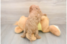 Cavapoo Puppy for Adoption