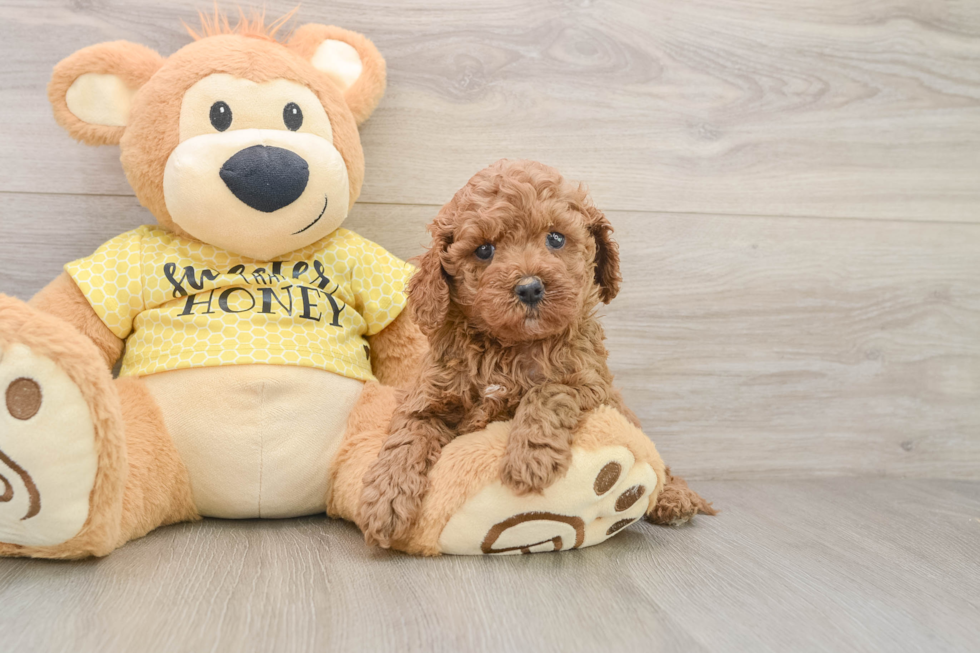 Petite Cavapoo Poodle Mix Pup