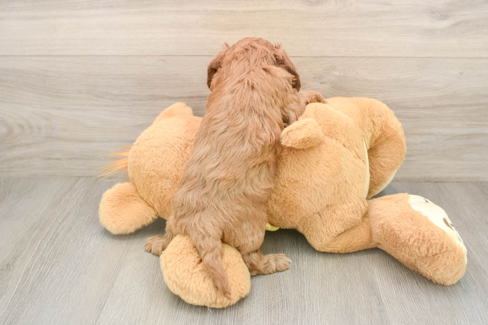 Small Cavapoo Baby