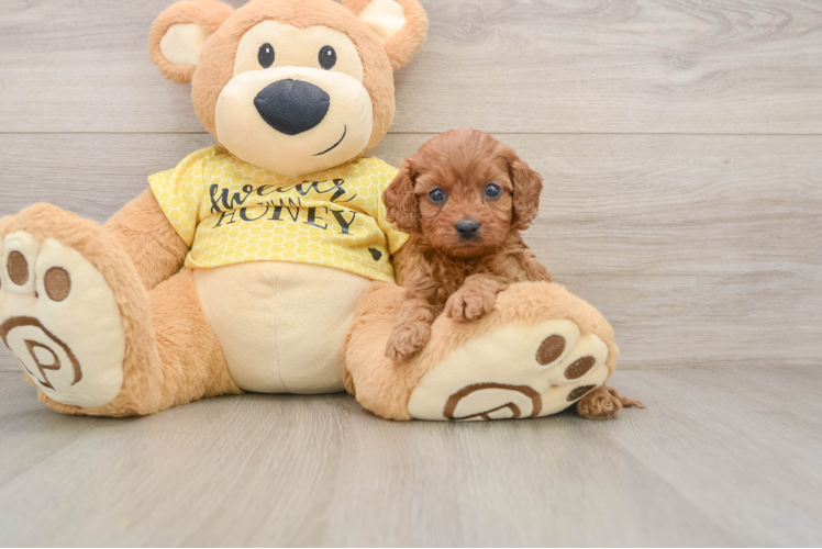 Cavapoo Puppy for Adoption