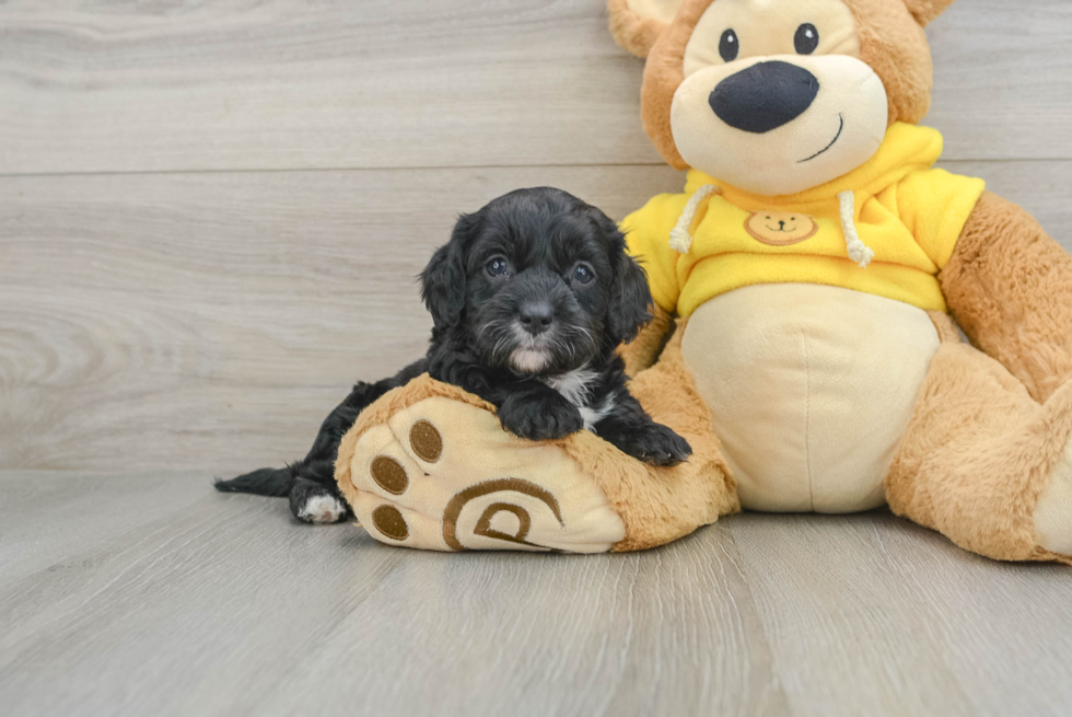 Happy Cavapoo Baby