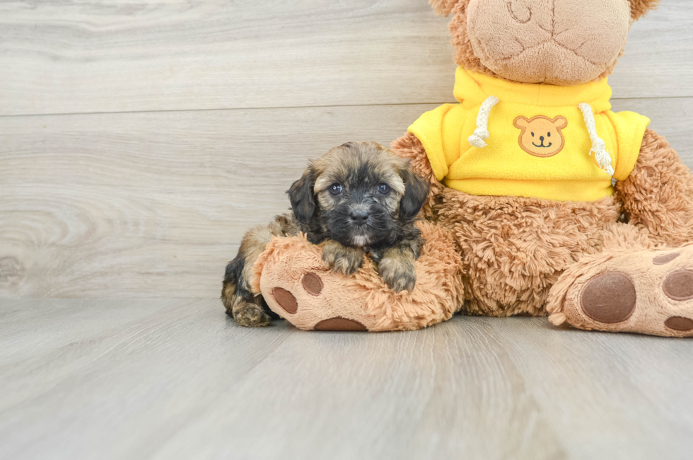 6 week old Cavapoo Puppy For Sale - Windy City Pups