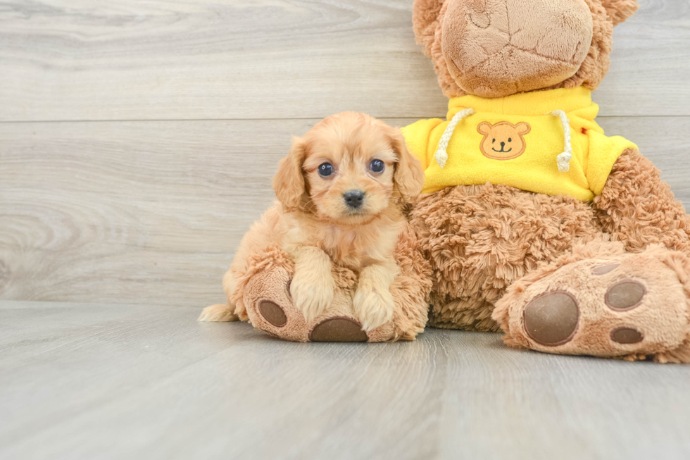 Cavapoo Puppy for Adoption