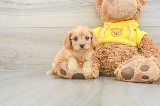 Cavapoo Puppy for Adoption