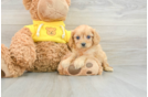 Cavapoo Pup Being Cute