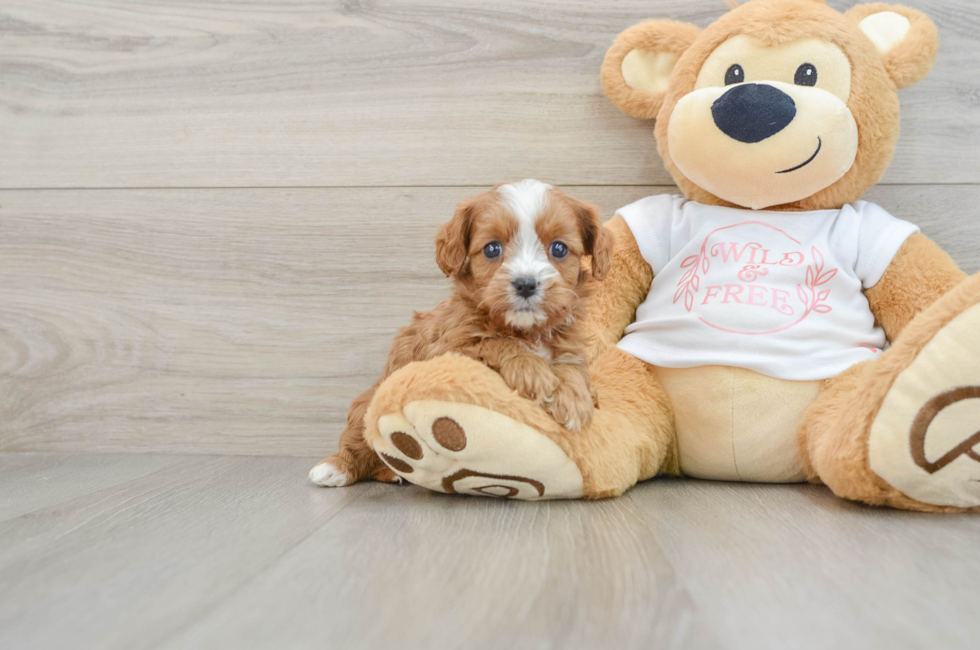 6 week old Cavapoo Puppy For Sale - Windy City Pups