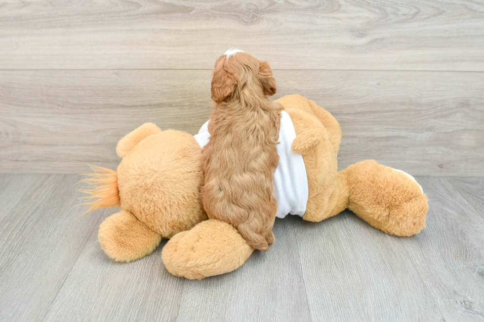 Smart Cavapoo Poodle Mix Pup