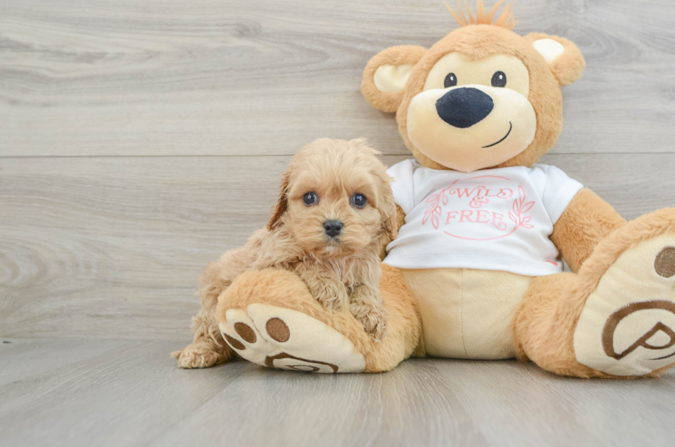 5 week old Cavapoo Puppy For Sale - Windy City Pups