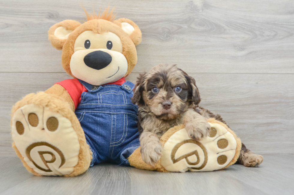 6 week old Cavapoo Puppy For Sale - Windy City Pups