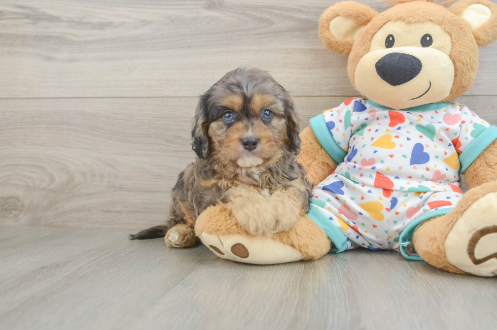 6 week old Cavapoo Puppy For Sale - Windy City Pups