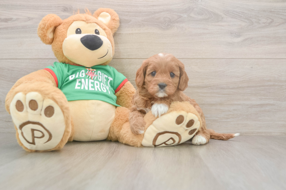Cavapoo Puppy for Adoption