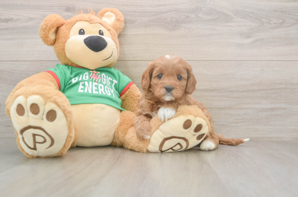 5 week old Cavapoo Puppy For Sale - Windy City Pups