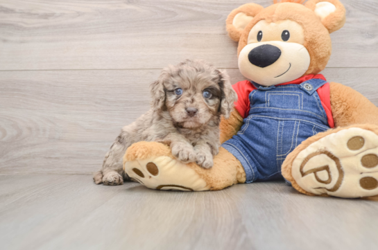 Hypoallergenic Cavadoodle Poodle Mix Puppy