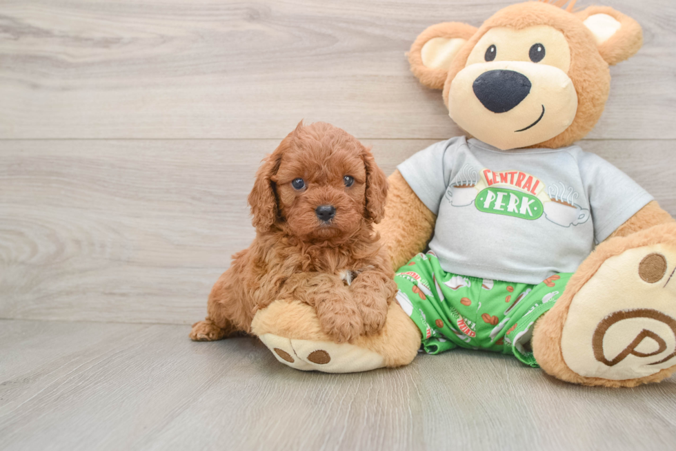 Fluffy Cavapoo Poodle Mix Pup