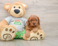7 week old Cavapoo Puppy For Sale - Windy City Pups