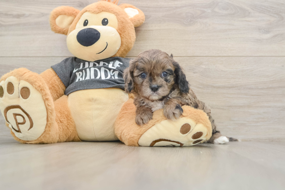 Smart Cavapoo Poodle Mix Pup