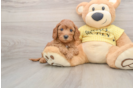 Fluffy Cavapoo Poodle Mix Pup