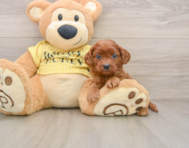 9 week old Cavapoo Puppy For Sale - Windy City Pups