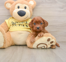 8 week old Cavapoo Puppy For Sale - Windy City Pups