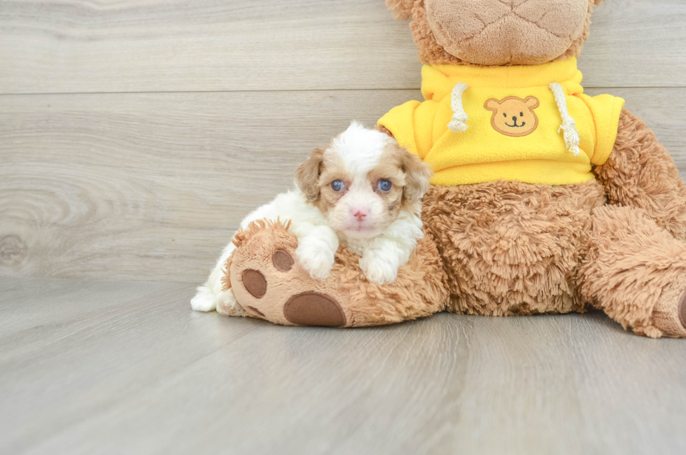 6 week old Cavapoo Puppy For Sale - Windy City Pups