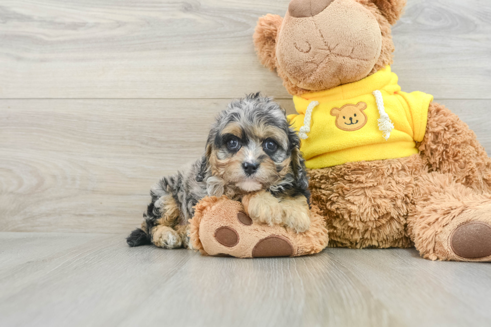 Smart Cavapoo Poodle Mix Pup