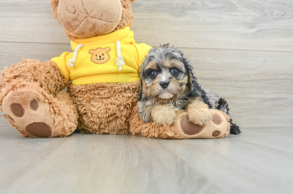 7 week old Cavapoo Puppy For Sale - Windy City Pups