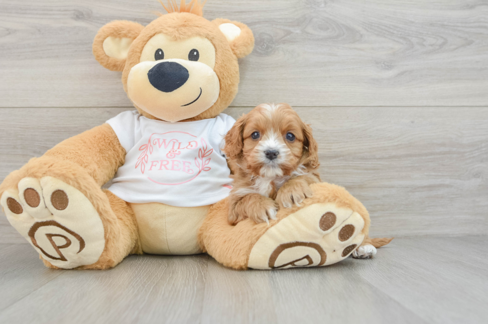 6 week old Cavapoo Puppy For Sale - Windy City Pups