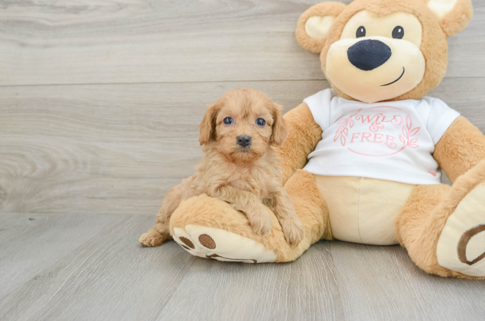 5 week old Cavapoo Puppy For Sale - Windy City Pups