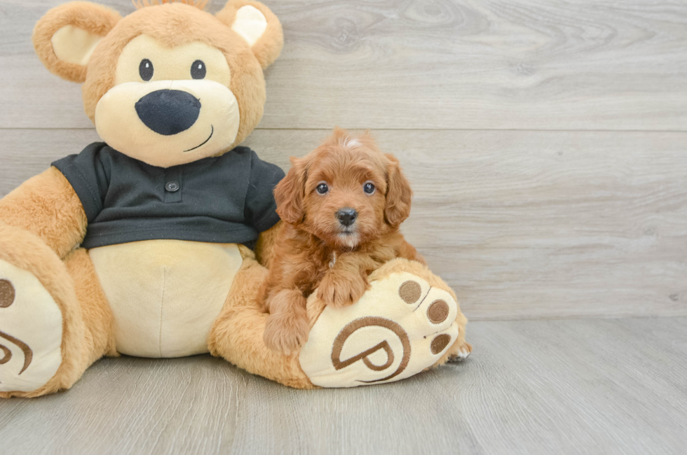 6 week old Cavapoo Puppy For Sale - Windy City Pups
