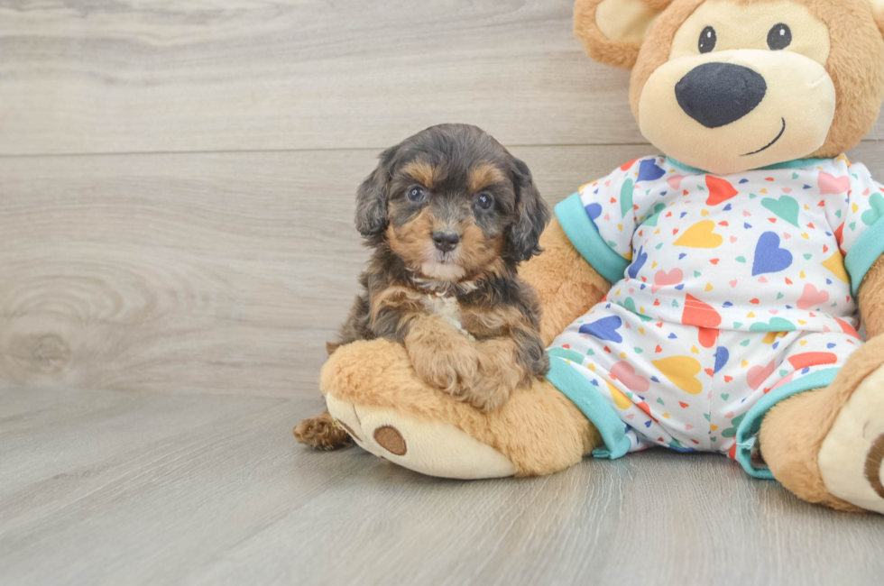 6 week old Cavapoo Puppy For Sale - Windy City Pups