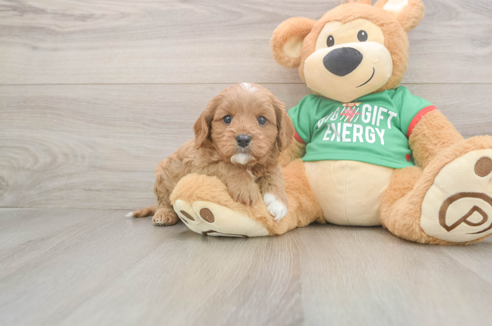 5 week old Cavapoo Puppy For Sale - Windy City Pups