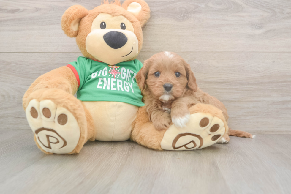 Best Cavapoo Baby