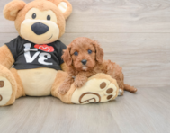 8 week old Cavapoo Puppy For Sale - Windy City Pups