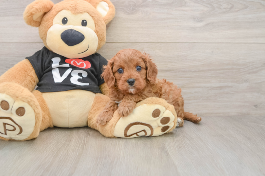 Smart Cavapoo Poodle Mix Pup