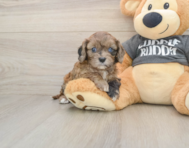7 week old Cavapoo Puppy For Sale - Windy City Pups