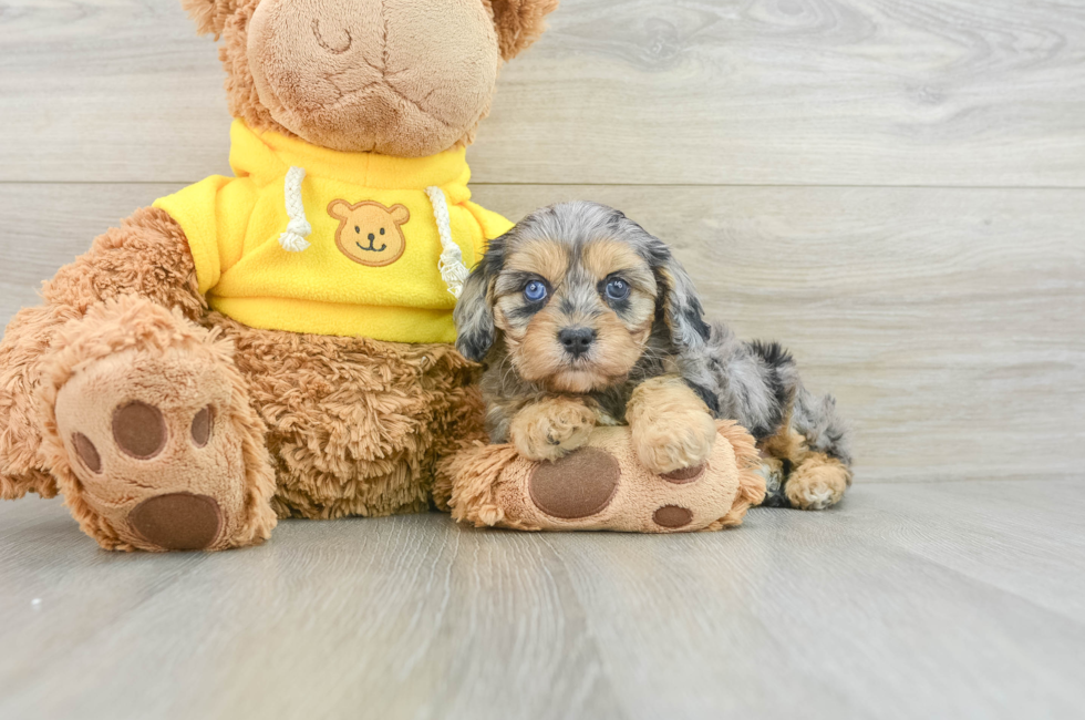 7 week old Cavapoo Puppy For Sale - Windy City Pups