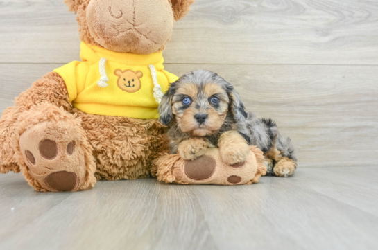 Cavapoo Puppy for Adoption