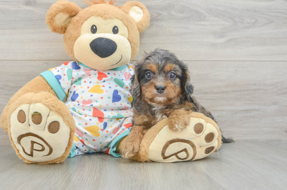 6 week old Cavapoo Puppy For Sale - Windy City Pups