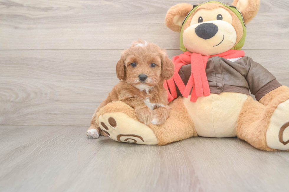6 week old Cavapoo Puppy For Sale - Windy City Pups
