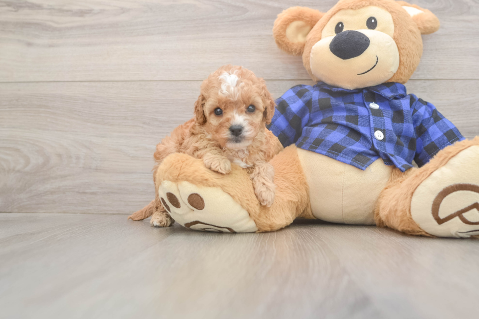 Meet Jewel - our Cavapoo Puppy Photo  2/3 - Windy City Pups Adorable Cavalier King Charles Spaniel and Poodle Mix Poodle Mix Puppy