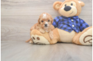 Meet Jewel - our Cavapoo Puppy Photo  2/3 - Windy City Pups Adorable Cavalier King Charles Spaniel and Poodle Mix Poodle Mix Puppy