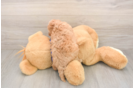Meet Jewel - our Cavapoo Puppy Photo  3/3 - Windy City Pups Friendly Cavapoo Baby