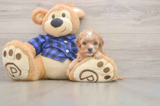5 week old Cavapoo Puppy For Sale - Windy City Pups Cavapoo Puppy for Adoption