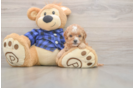 Meet Jewel - our Cavapoo Puppy Photo  1/3 - Windy City Pups Cavapoo Puppy for Adoption