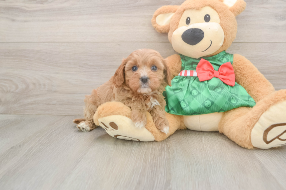Playful Cavapoodle Poodle Mix Puppy