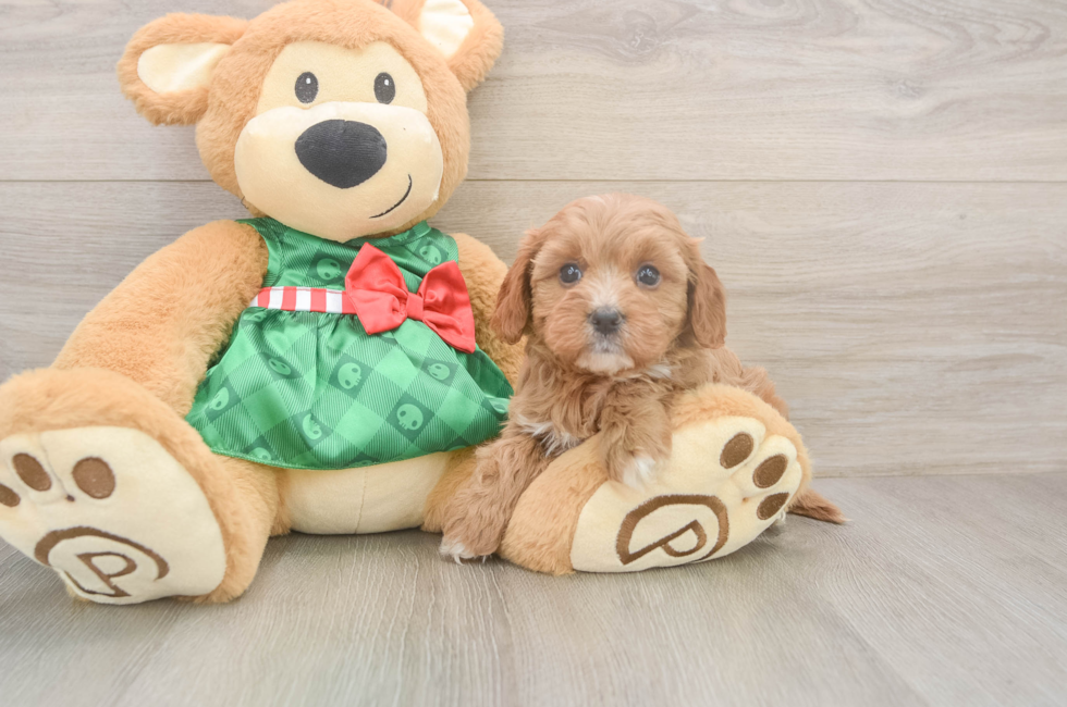 6 week old Cavapoo Puppy For Sale - Windy City Pups