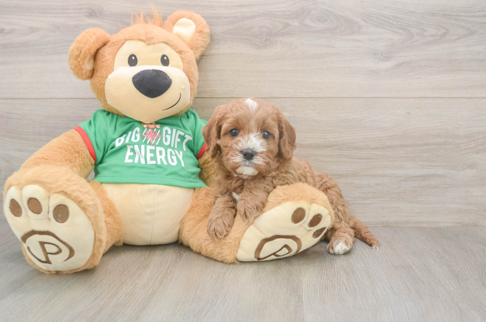5 week old Cavapoo Puppy For Sale - Windy City Pups